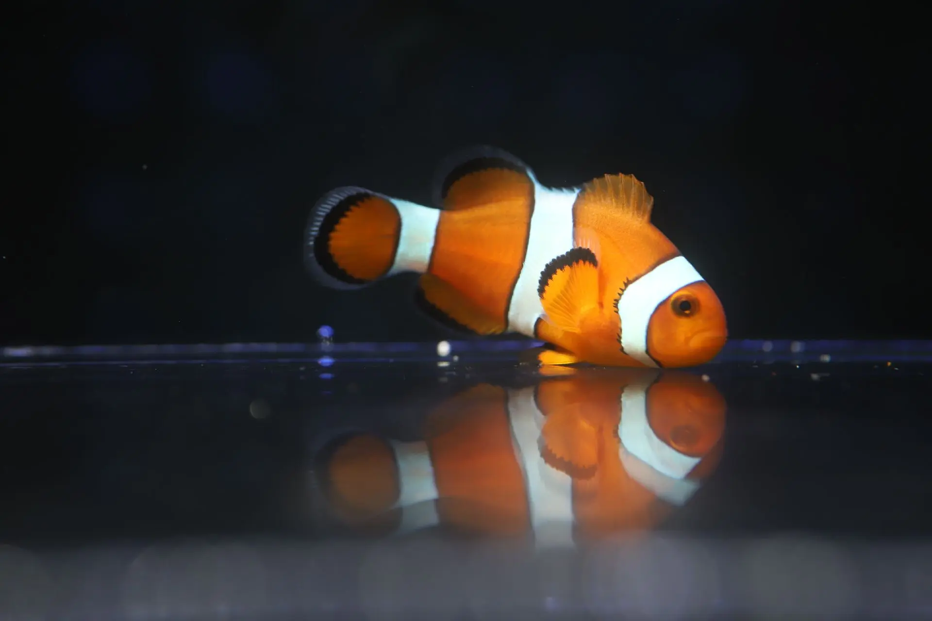 公子小丑鱼Amphiprion ocellaris饲养资料，图片